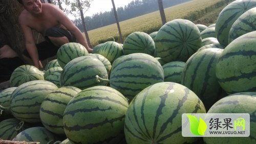 金乡近期热门吃瓜事件,揭秘近期热门吃瓜事件背后的真相