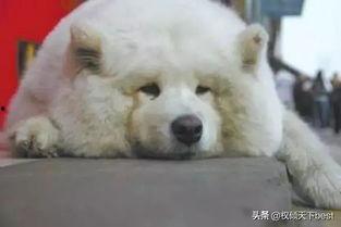 萨摩耶明星网红,毛茸茸的明星魅力四射