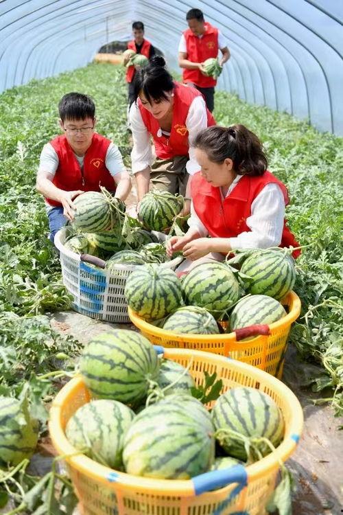 长垣市吃瓜热门事件,揭秘网络热议背后的真相