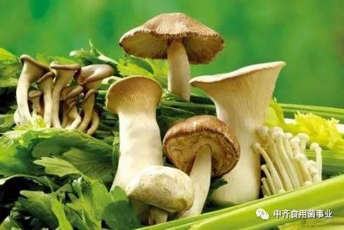 17吃瓜爆料蘑菇,蘑菇背后的惊人真相大揭秘