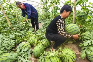 河北邢台热门吃瓜事件,一场热门吃瓜事件的背后真相