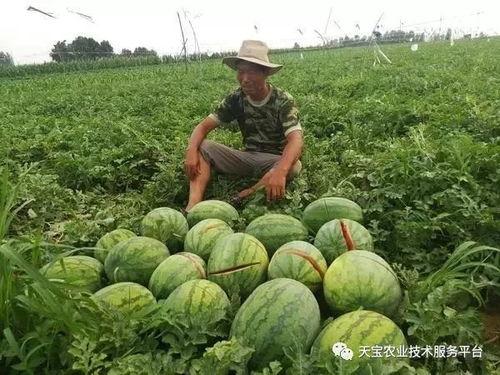 瓜农今日吃瓜网,揭秘瓜农生活，共享田园乐趣