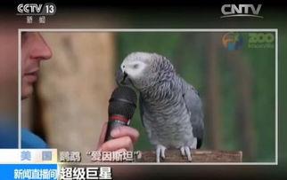 鹦鹉明星网红,羽毛间的网络传奇