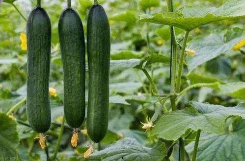 黑料吃瓜网今日大瓜,真相令人震惊！