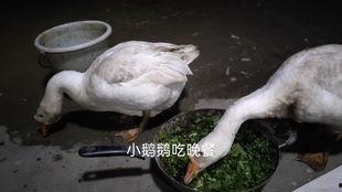 吃瓜鹅视频爆料,揭秘娱乐圈最新热点事件