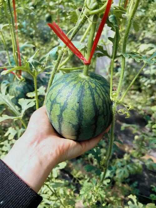 工商爆料王吃瓜,王吃瓜事件，揭秘娱乐圈幕后真相