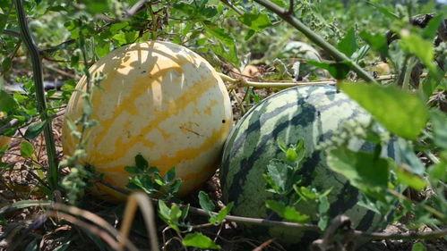 工商爆料王吃瓜,王吃瓜事件，揭秘娱乐圈幕后真相