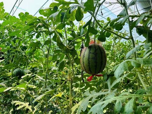 2024廊坊吃瓜热门事件,盘点那些引发热议的本地新鲜事