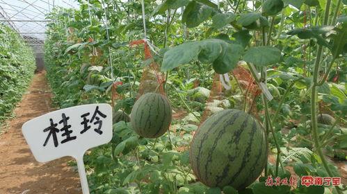 南宁最新吃瓜热门事件,最新“吃瓜”事件揭秘，真相令人咋舌！