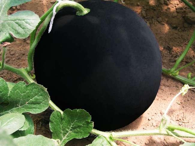 黑瓜怎么吃的好,黑瓜美味食法大揭秘