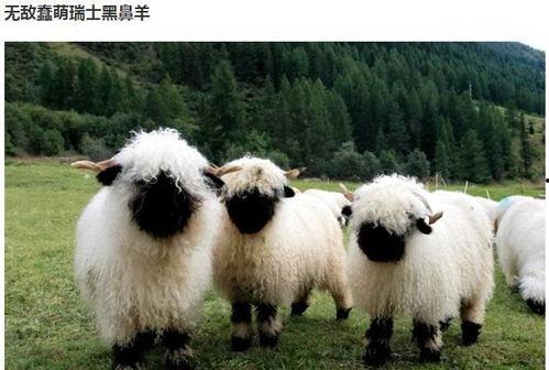 51黑料吃瓜小羊,吃瓜小羊带你探秘娱乐圈幕后真相