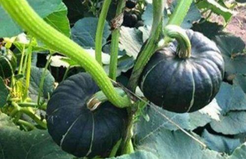 网红最新热门吃瓜,揭秘娱乐圈最新热点事件