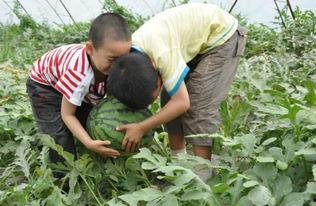 魏县热门吃瓜事件视频,视频揭秘背后的惊人真相