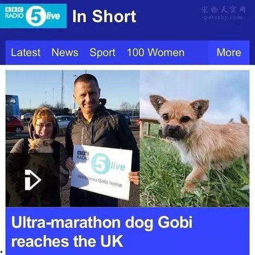 土狗明星网红,逆袭之路，诠释平凡中的不凡风采