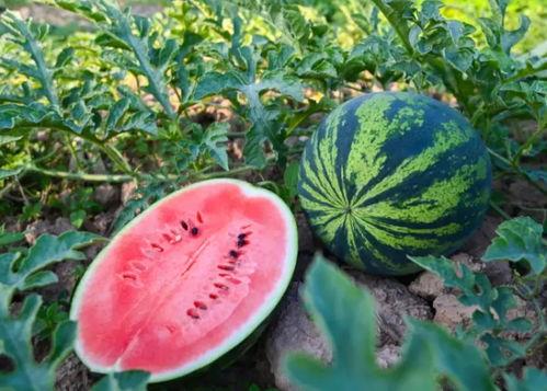 51cg. 今日吃瓜,揭秘娱乐圈最新“吃瓜”事件