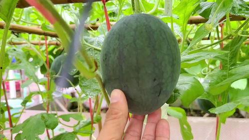 最近比较热门的吃瓜,事件背后真相大起底！