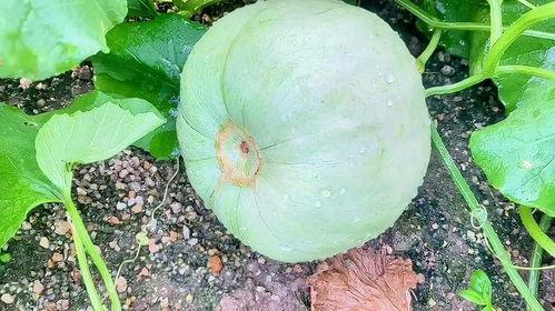 今日必吃的瓜是什么瓜,揭秘热门话题背后的真相