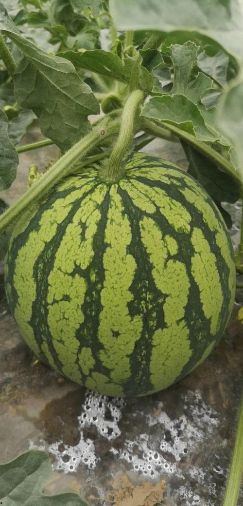 今日必吃的瓜是什么瓜,揭秘热门话题背后的真相