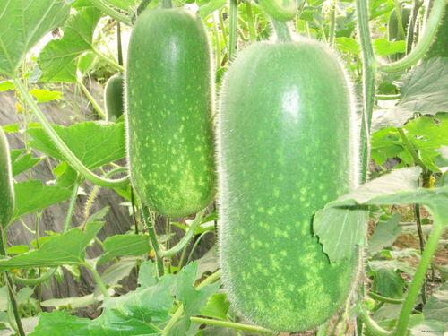 51吃瓜大瓜今日入口网页,今日热门事件盘点