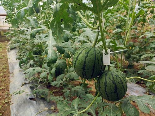 五一热门吃瓜事件