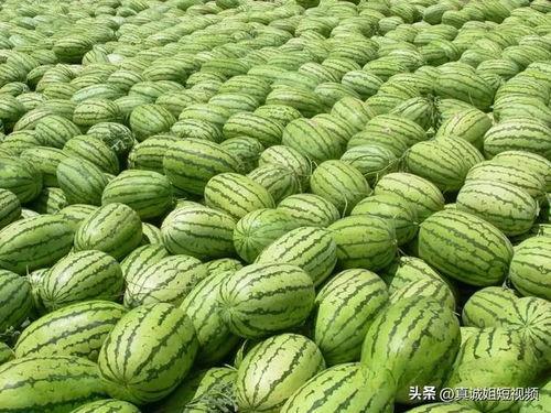 今日吃瓜每日大瓜热点大瓜,揭秘今日吃瓜大瓜，一网打尽娱乐圈最新动态