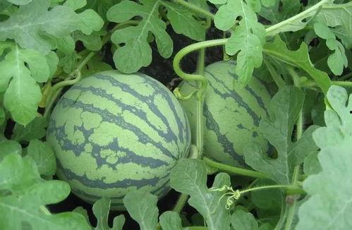 近期武汉热门吃瓜事件,揭秘近期热门吃瓜事件背后的真相