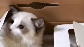 大猫吃瓜爆料视频,揭秘娱乐圈幕后真相