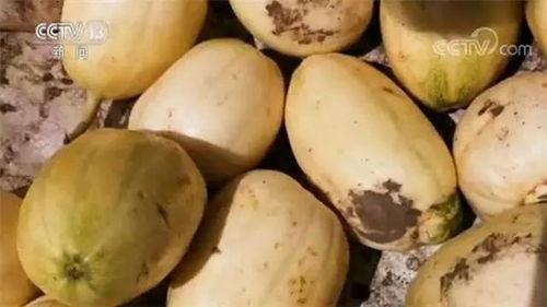 香瓜弟弟今日吃瓜视频,揭秘娱乐圈最新热点事件