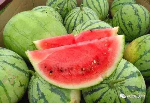 今日成都吃瓜汇总大全,今日热门美食事件汇总